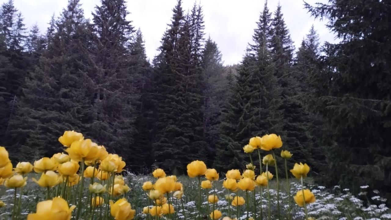 Хижа Ловна В Рила Panitsjisjte Eksteriør bilde